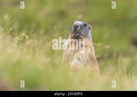 La marmotta alert in prossimità del foro su un prato nelle Dolomiti Foto Stock