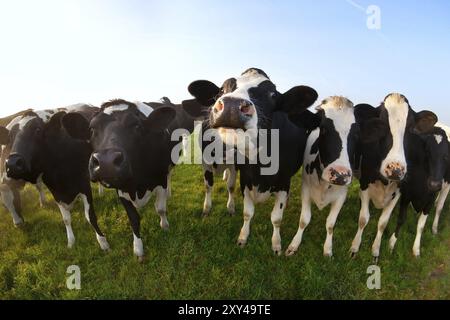 Poche belle mucche sul pascolo verde da vicino Foto Stock