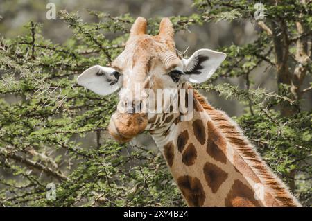 Una giraffa Masai che mangia foglie da un albero spinoso di acacia Foto Stock