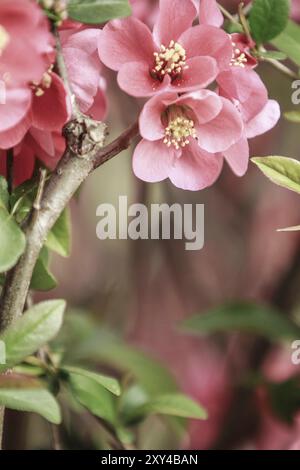 Scena di una quince fiorita Foto Stock