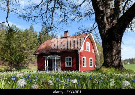 Tipica casa di legno dipinta di rosso in Svezia in primavera. Girato da un'angolazione estremamente bassa con i primi fiori fioriti nel VG (scilla, garofani) . Vecchio rosso Foto Stock