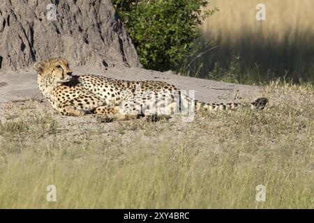 Cheetah che prende il sole nella riserva di Moremi in Botswana Foto Stock