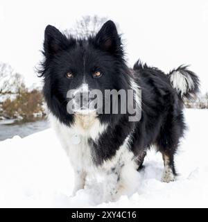 Un eurasier dall'aspetto molto elegante sulla neve Foto Stock