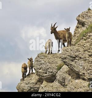 Famiglia di stambecchi alpini fotografati sul Monte Niederhorn, Svizzera. Rari animali selvatici che vivono nelle Alpi Foto Stock