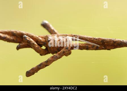 Filo spinato in primo piano Foto Stock