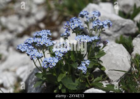 Alpine Forget-me-Not, Myosotis alpestris Foto Stock