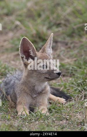Giovane sciacallo nero davanti alla tana Foto Stock