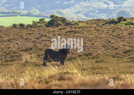 Un Exmoor Pony, visto sulla collina Porlock nel Somerset, Inghilterra, Regno Unito Foto Stock