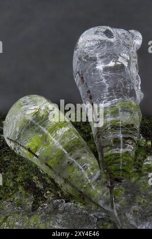 Diramazioni ghiacciate su un ruscello, Hedmark Fylke, Norvegia, novembre 2011, Europa Foto Stock