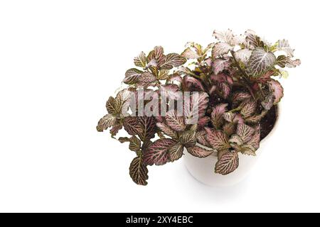 Houseplant fittonia con foglie rosse in bianco vaso moderno isolato Foto Stock