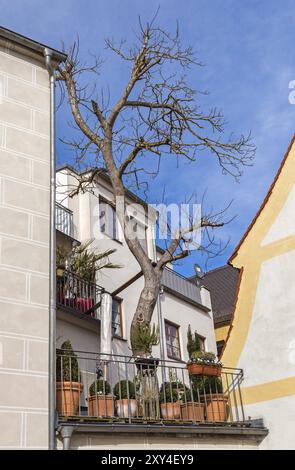 Giardino sul tetto con albero in un edificio residenziale in Baviera Foto Stock