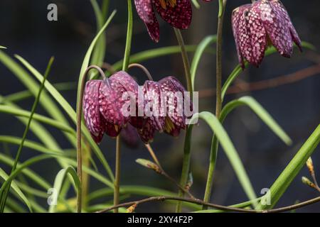 La testa di serpente Fritillaria meleagris fiorisce all'inizio della primavera Foto Stock