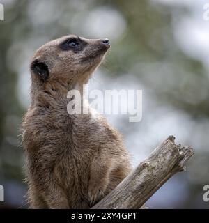 Meerkat o Suricate che fungono da sentry per il gruppo Foto Stock