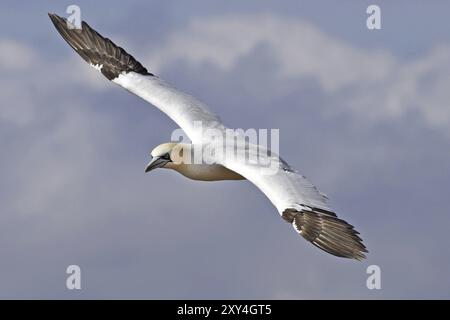 Basstoelpel, Morus bassanus, gannet settentrionale Foto Stock