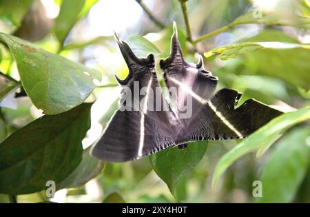 Fauna selvatica tropicale di falena da pinna (Lyssa zampa) Foto Stock