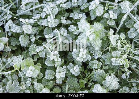 Natura inverno sfondo con foglie di menta selvatica coperti di bianco trasformata per forte gradiente il gelo e la formazione di cristalli di ghiaccio Foto Stock