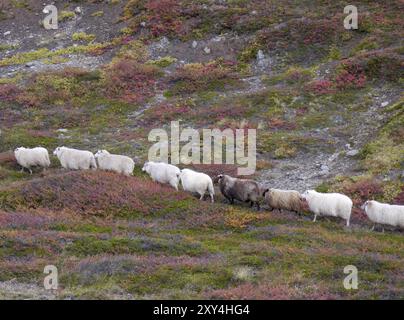 Le pecore si radunano in autunno in Islanda Foto Stock