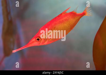 Longspine Snipefish [ Macroramphosus scolopax ] nel National Marine Aquarium, Plymouth Regno Unito Foto Stock