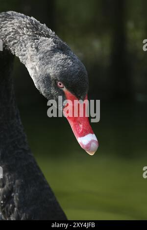 Il cigno nero è l'unico cigno quasi completamente nero, e ha anche il collo più lungo di tutti i cigni Foto Stock