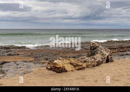 Un tronco di albero sotto un cielo drammatico a Cocklawburn Beach vicino a Berwick-upon-Tweed in Northumberland, England, Regno Unito Foto Stock