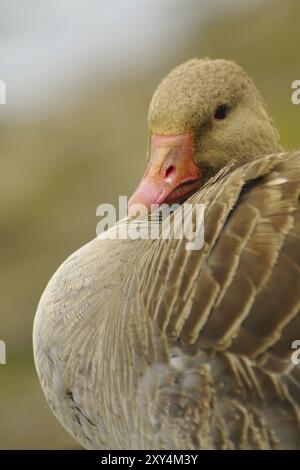 Ritratto di un'oca Greylag. Ritratto di un'oca Greylag Foto Stock