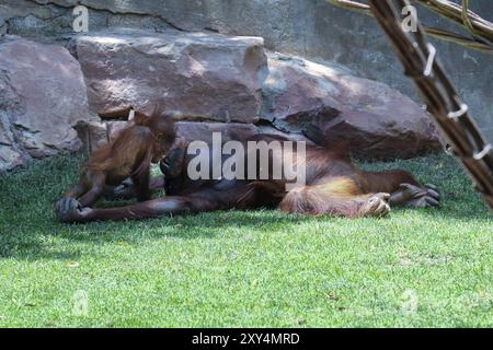 FUENGIROLA, ANDALUSIA/SPAGNA, 4 LUGLIO: Oranghi di madre e bambino baciano al Bioparco Fuengirola Costa del Sol Spagna il 4 luglio 2017 Foto Stock