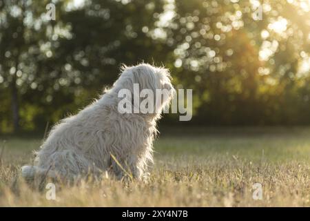 Un piccolo cane bianco siede in un prato e guarda il sole Foto Stock