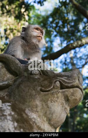 Macaco (Macaca), scimmia, animale gueno, macaco, fauna selvatica, natura, selvaggia, mammiferi, fauna, aspetto, vista della telecamera, guarda, guarda, guarda, mangia, pretto Foto Stock