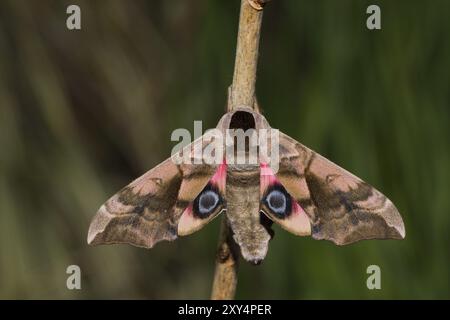 Sera a pavone, Smerinthus ocellata, falena degli occhi Foto Stock