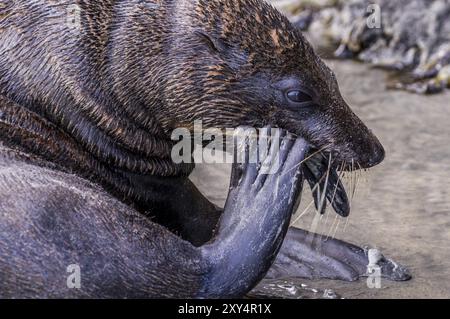 New Zealad nel febbraio 2016: Un foca adulto tenta di rompere una conchiglia per mangiare la gustosa cozza all'interno Foto Stock