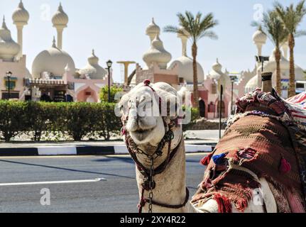 Un cammello di equitazione in un brillante coltre sulla soleggiata street di Sharm El Sheikh Foto Stock