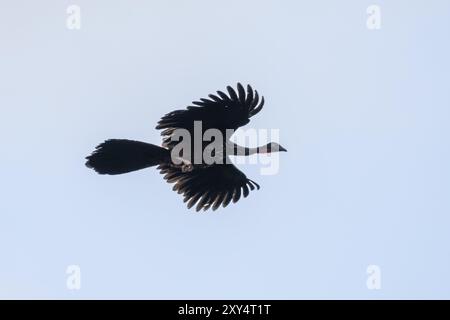 guan crestato (Penelope purpurpurascens) in volo contro un cielo bianco, Parco Nazionale del Corcovado, osa, Provincia di Puntarena, Costa Rica, America centrale Foto Stock