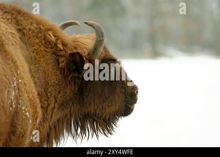 Bisonte in inverno Foto Stock