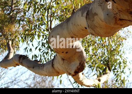 tronco dell'albero che si snoda verso il cielo Foto Stock