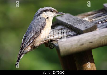 Nuthatch, sitta Europa, nuthatch eurasiatico, nuthatch eurasiatico Foto Stock