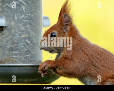 Lo scoiattolo mangia alimenti per uccelli Foto Stock