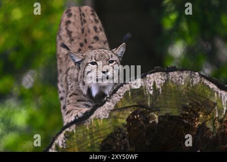 Lince eurasiatica (lince lince), lince eurasiatica, anche lince settentrionale, che si stende su un tronco di albero e si estende, foresta bavarese, Baviera, Germania, Europa Foto Stock