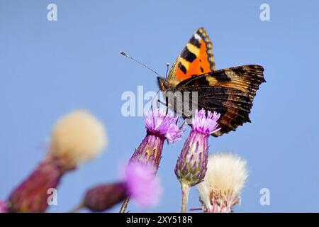 Piccola volpe su un cardo Foto Stock