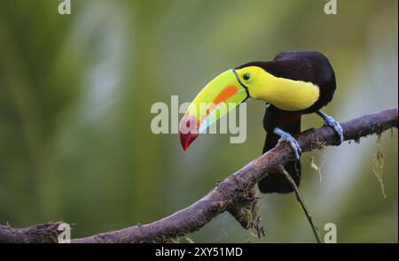 Un tucano arcobaleno si siede su un ramo e guarda in basso Foto Stock