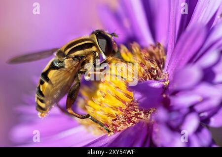 Grande hoverfly palude Foto Stock