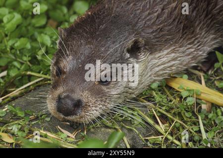 La lontra europea eurasiatica è una martora adattata alla vita acquatica ed è uno dei migliori nuotatori tra i predatori terrestri la lontra eurasiatica, nota anche come Foto Stock