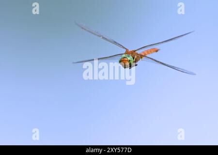 Una libellula volata con le zeppe Foto Stock