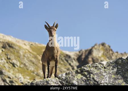 Giovane femmina alpina (Capra ibex) che guarda la macchina fotografica e sta in piedi sulle alte rocce in pietra nelle montagne di Dombay contro il cielo. Caucaso settentrionale. Russi Foto Stock