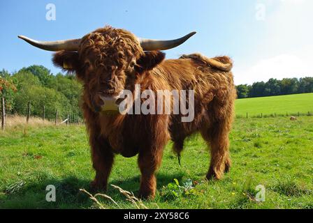 Hochland Rind Foto Stock