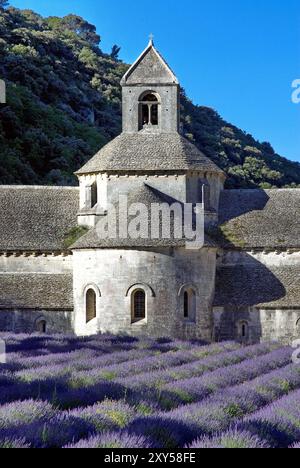 Abbazia di Notre-Dame de Senanque, monastero di Senanque, vicino a Gordes, di fronte a un campo di lavanda, Provenza, Provenza-Alpi-Costa Azzurra, Francia meridionale, p. Foto Stock