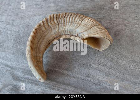 Un grande shofar di corno di ariete arricciato, utilizzato nella celebrazione della festa ebraica di Rosh Hashanah, poggiato su uno sgabello di legno. Foto Stock