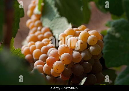 Gruppo di uve gialle mature e robuste coltivate commercialmente, pronte per la vendemmia appese a una vite in un vigneto autunnale. Foto Stock