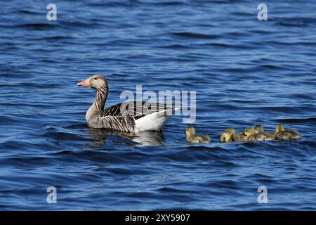 Oca Greylag con prole Foto Stock