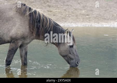 Duelmen cavallo selvaggio Foto Stock