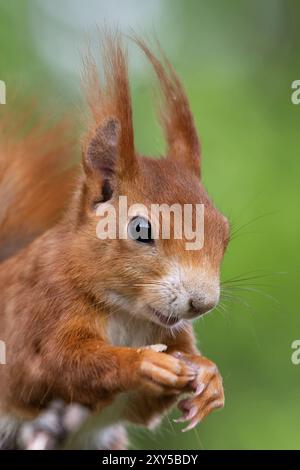 Lo scoiattolo mangia alimenti per uccelli Foto Stock